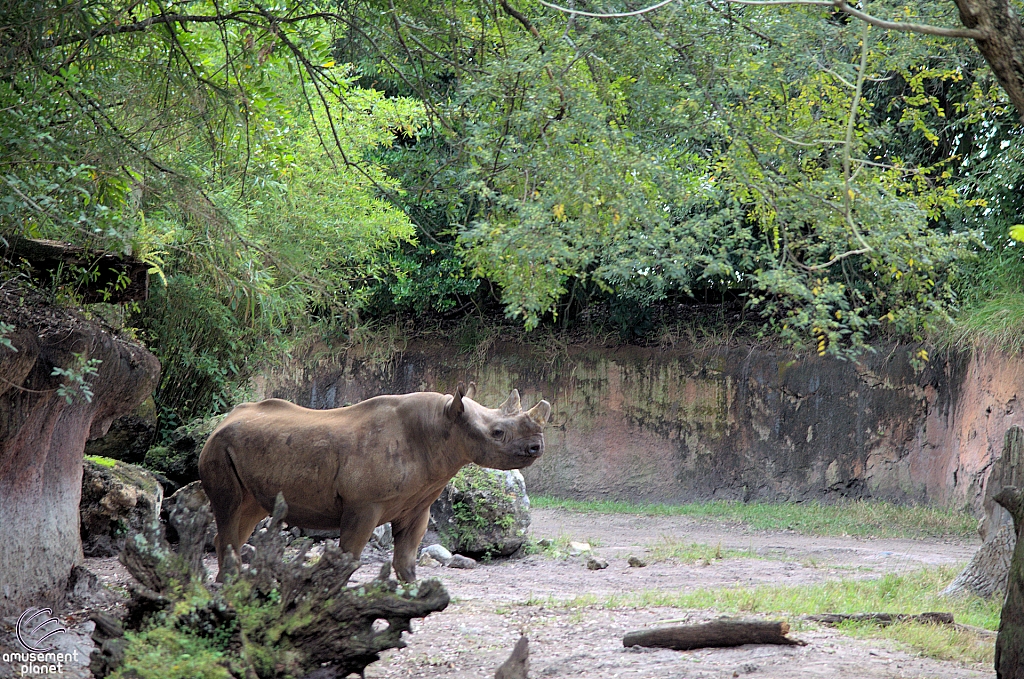 Kilimanjaro Safaris