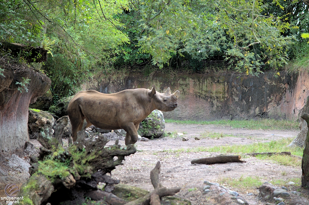 Kilimanjaro Safaris