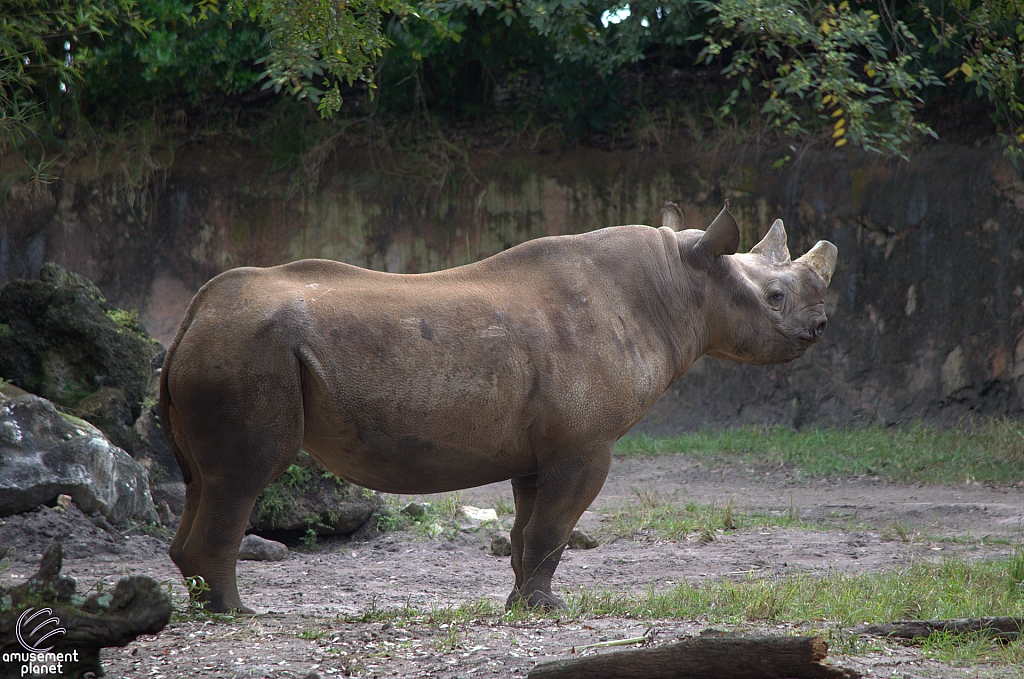 Kilimanjaro Safaris