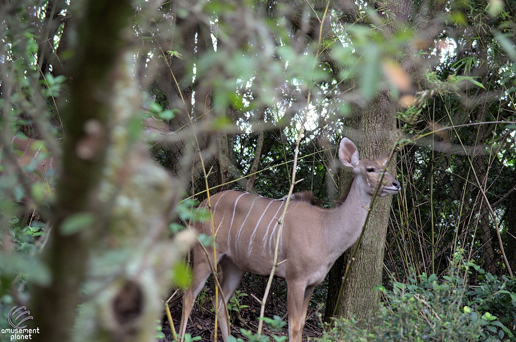 Kilimanjaro Safaris