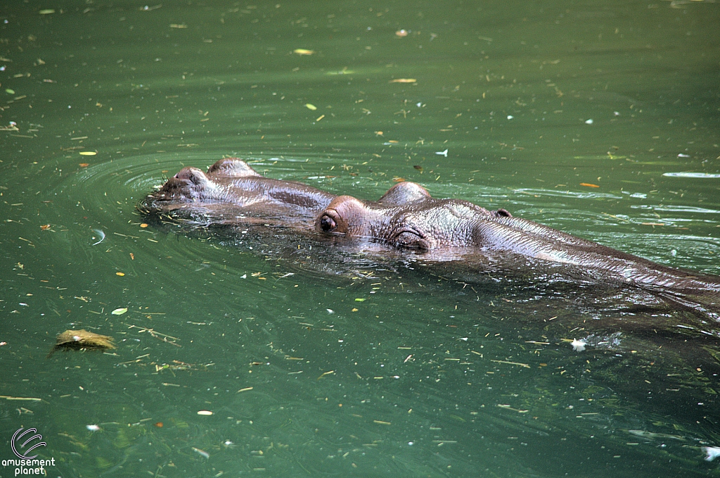 Kilimanjaro Safaris