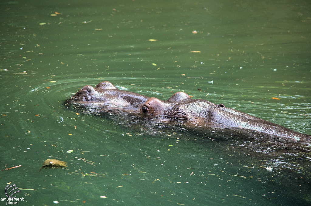 Kilimanjaro Safaris