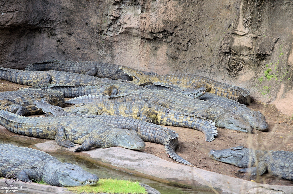 Kilimanjaro Safaris