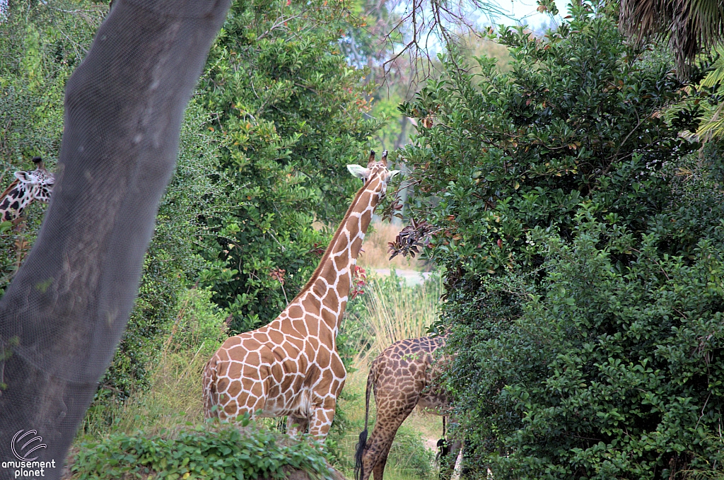 Kilimanjaro Safaris