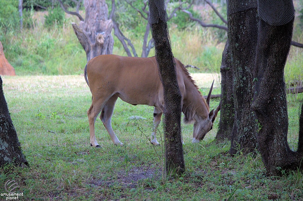 Kilimanjaro Safaris