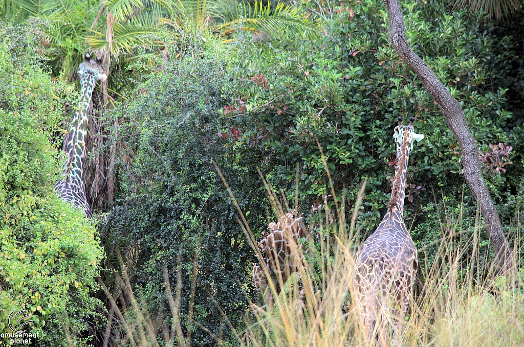 Kilimanjaro Safaris