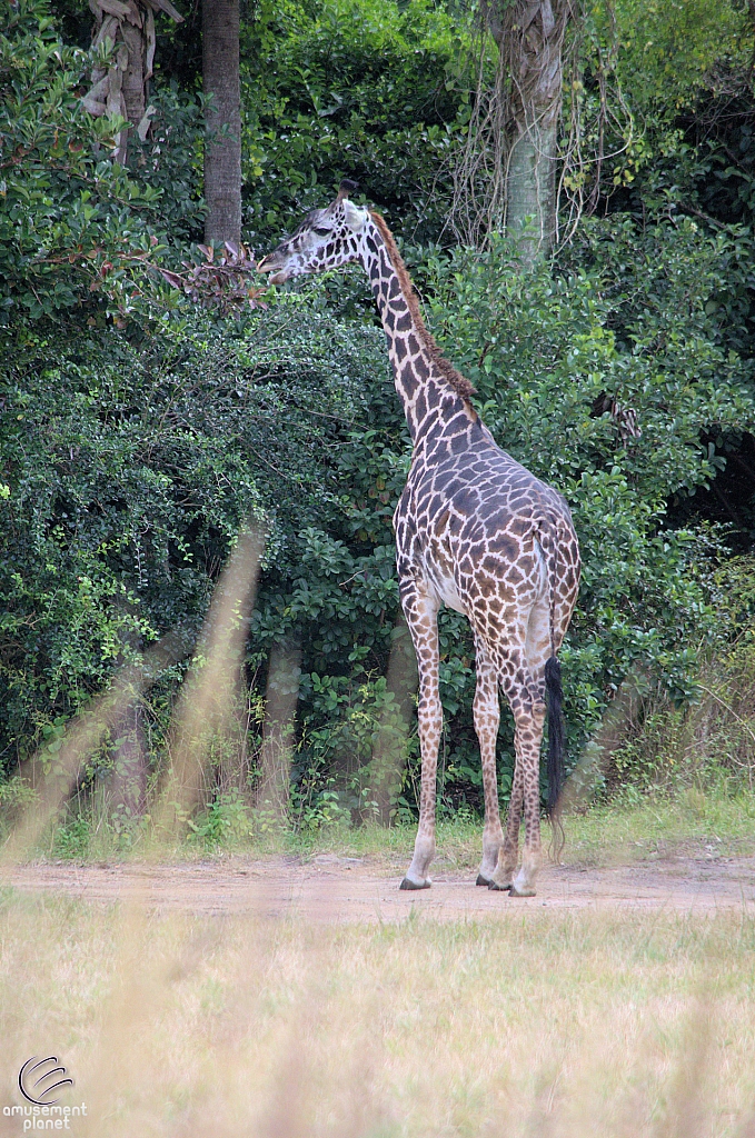 Kilimanjaro Safaris