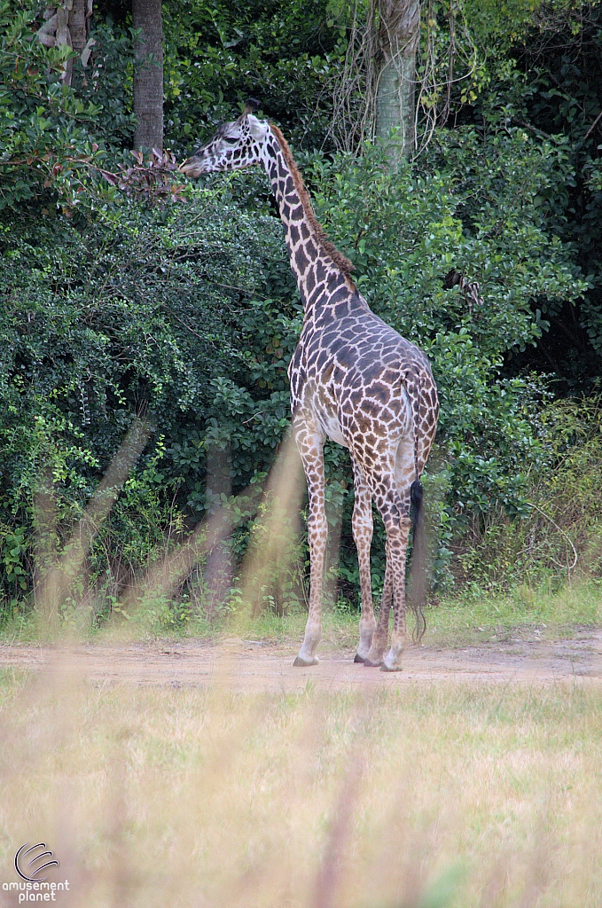 Kilimanjaro Safaris