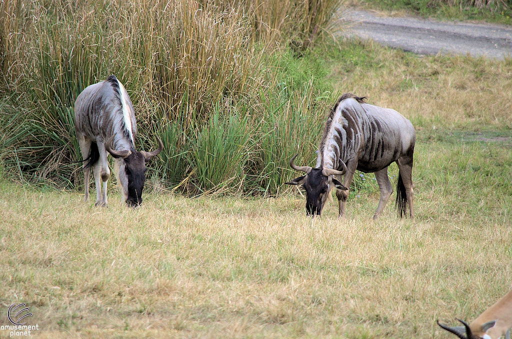 Kilimanjaro Safaris