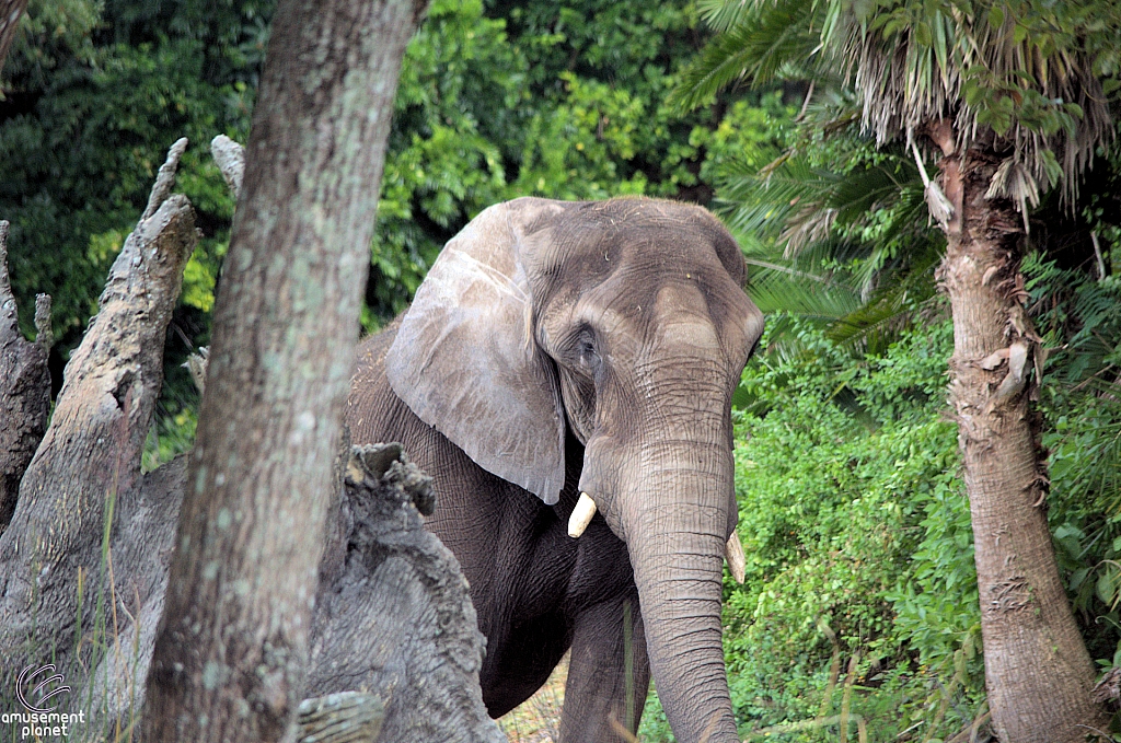 Kilimanjaro Safaris