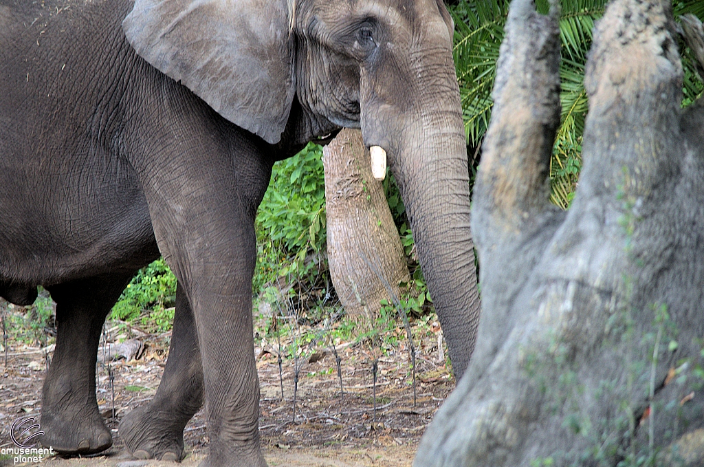 Kilimanjaro Safaris