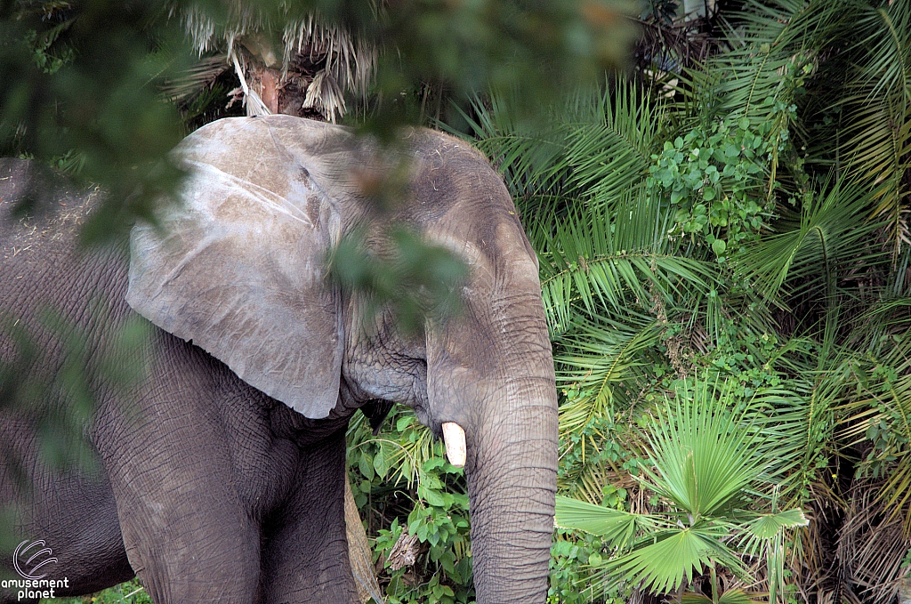 Kilimanjaro Safaris