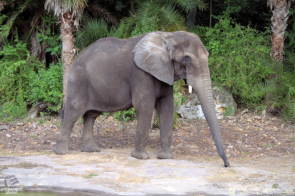 Kilimanjaro Safaris