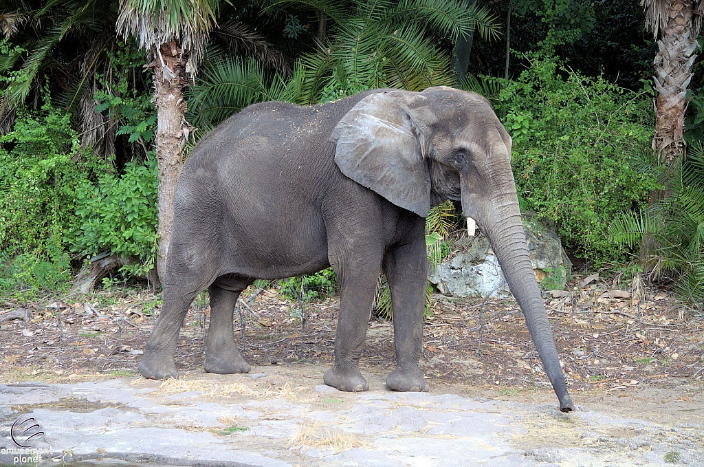 Kilimanjaro Safaris