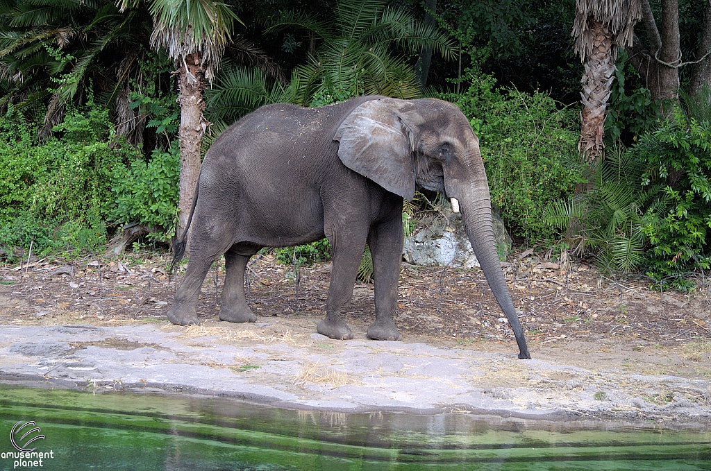 Kilimanjaro Safaris