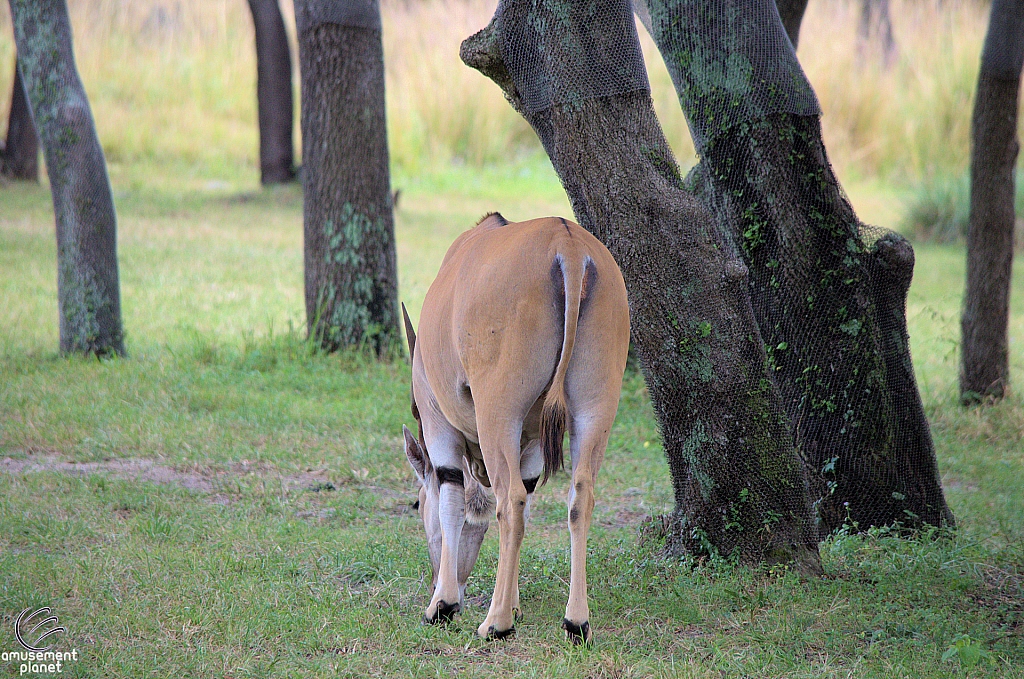 Kilimanjaro Safaris