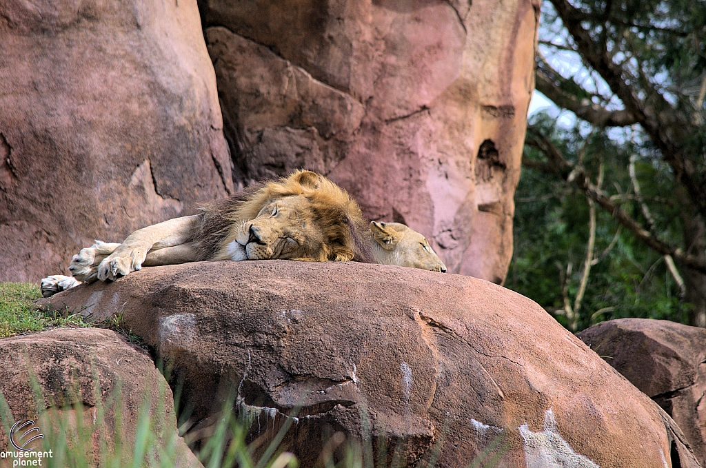 Kilimanjaro Safaris