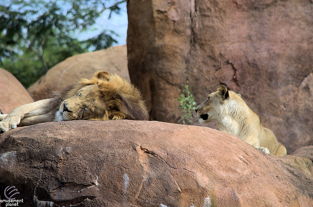 Kilimanjaro Safaris