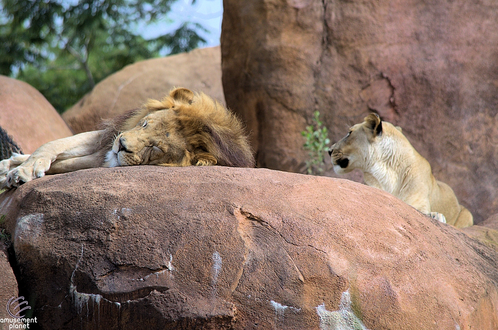 Kilimanjaro Safaris