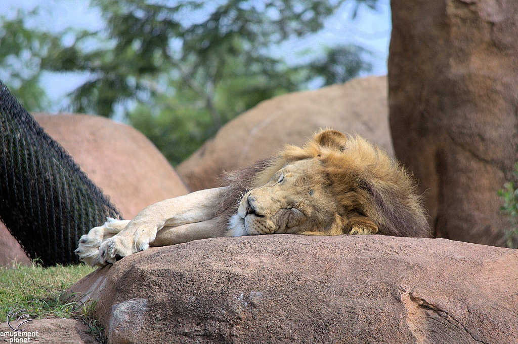 Kilimanjaro Safaris