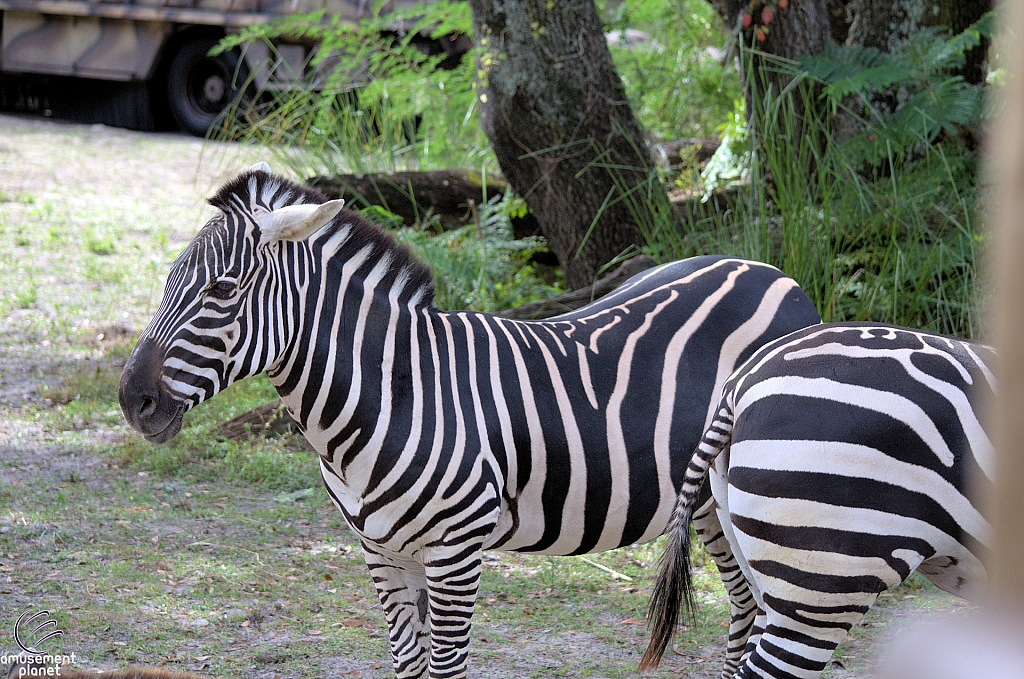 Kilimanjaro Safaris