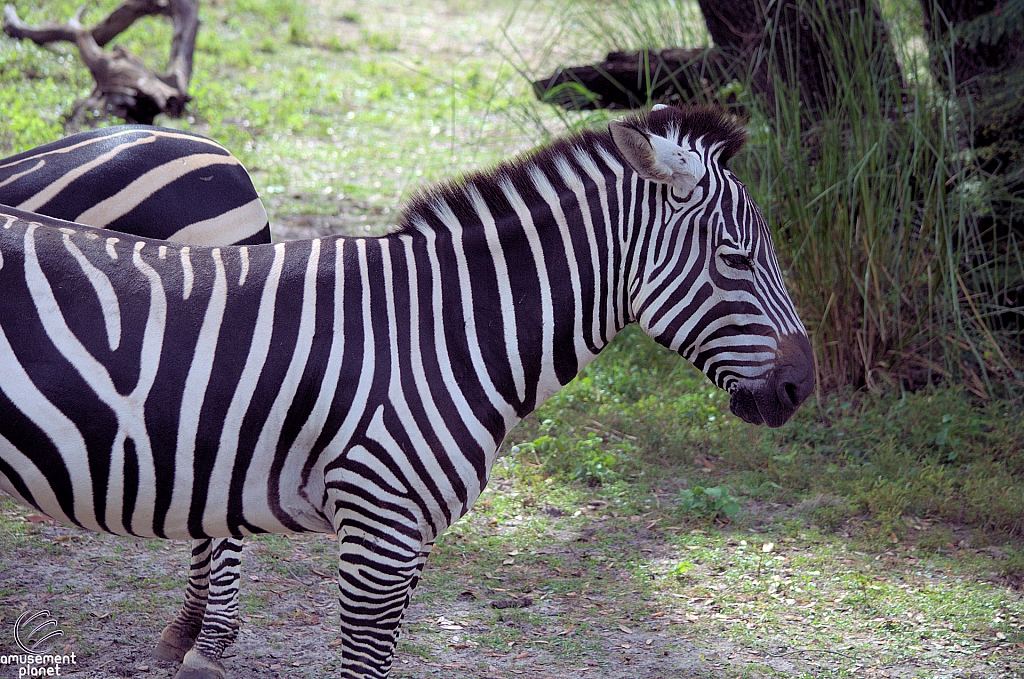 Kilimanjaro Safaris