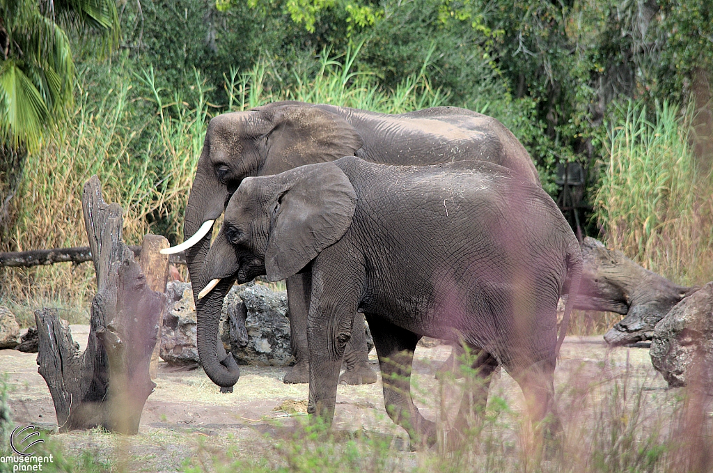 Kilimanjaro Safaris