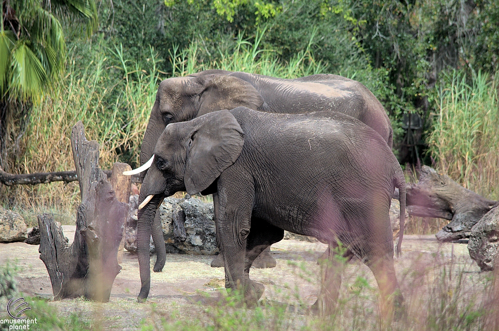 Kilimanjaro Safaris