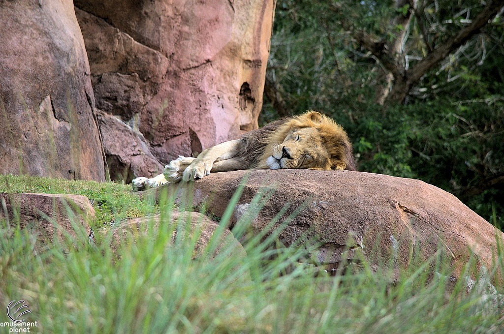 Kilimanjaro Safaris