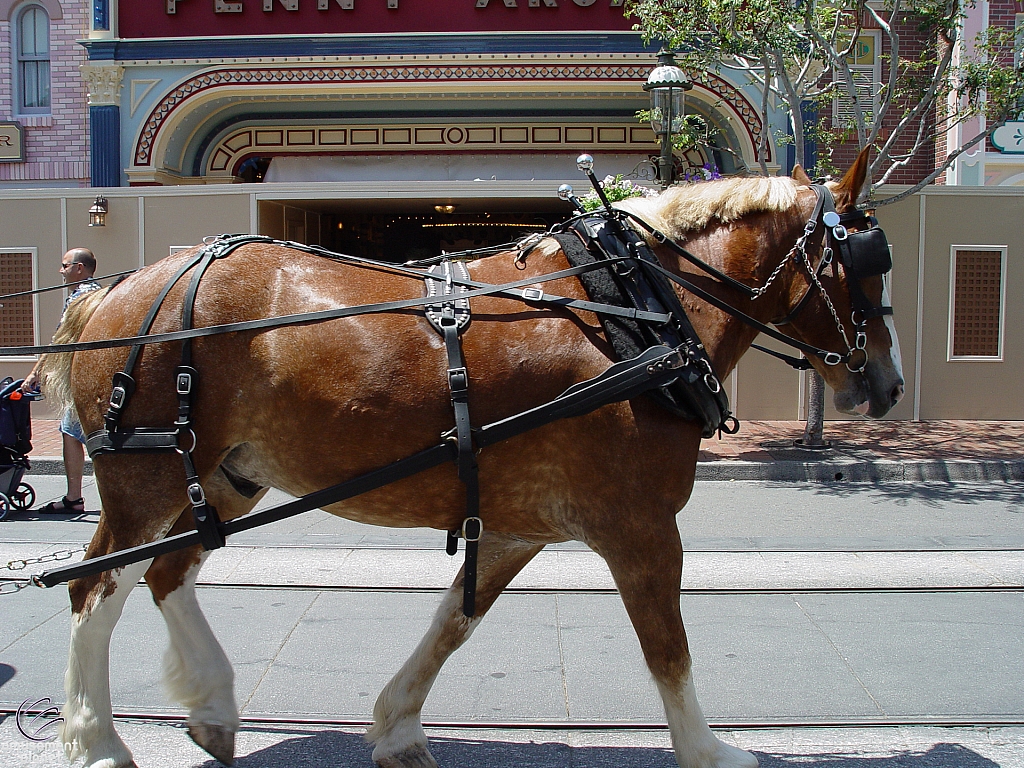 Disneyland