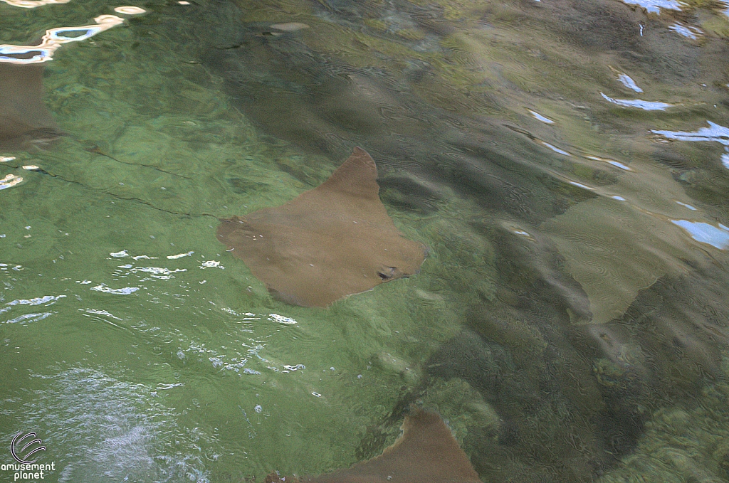 Children's Aquarium at Fair Park