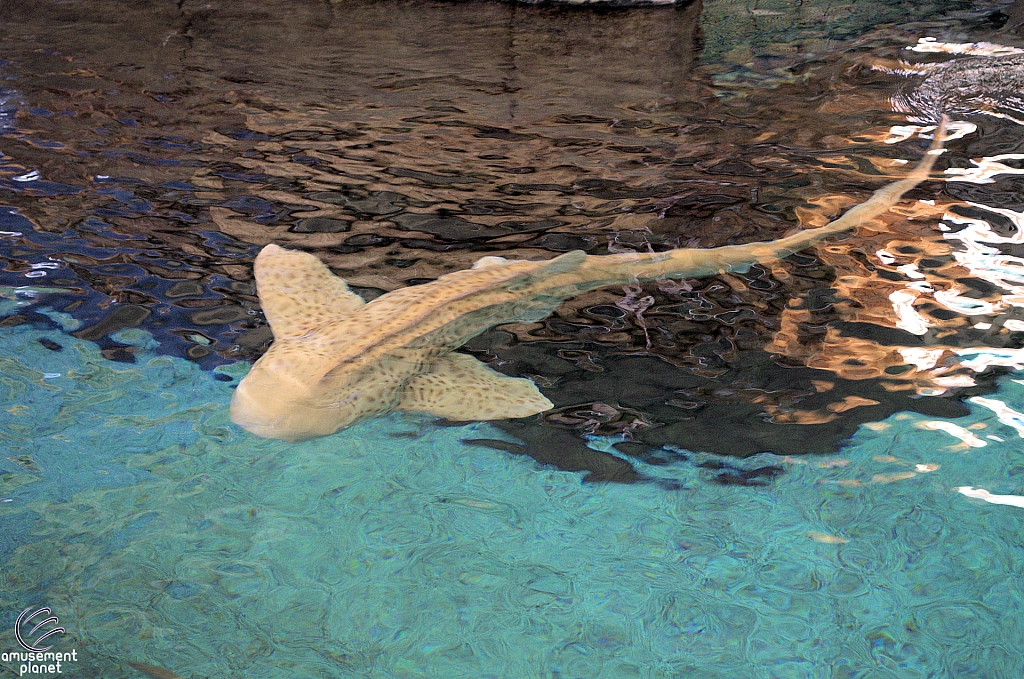Children's Aquarium at Fair Park