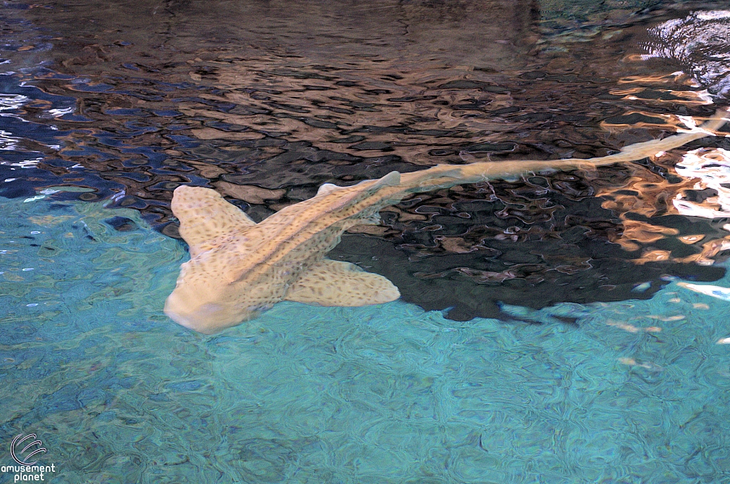 Children's Aquarium at Fair Park