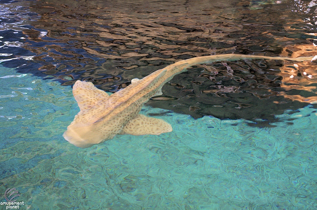 Children's Aquarium at Fair Park