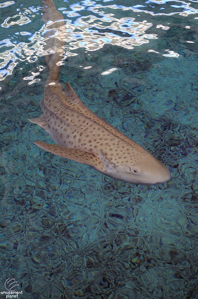 Children's Aquarium at Fair Park