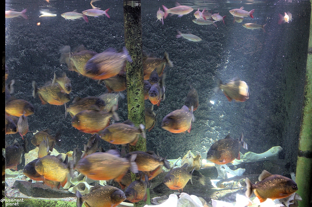 Children's Aquarium at Fair Park