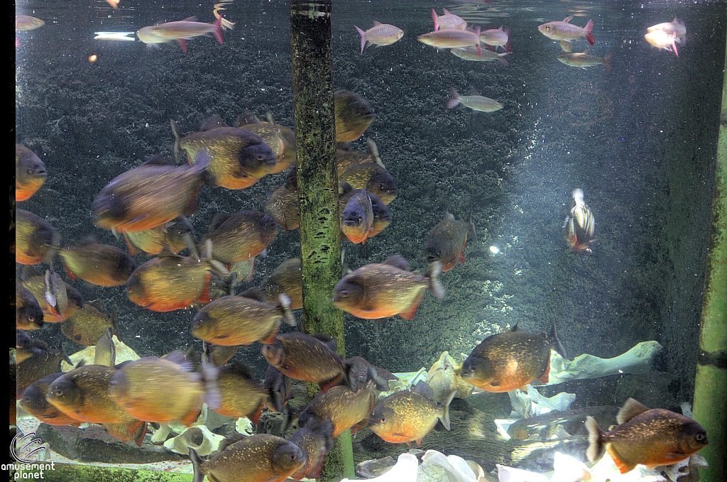 Children's Aquarium at Fair Park