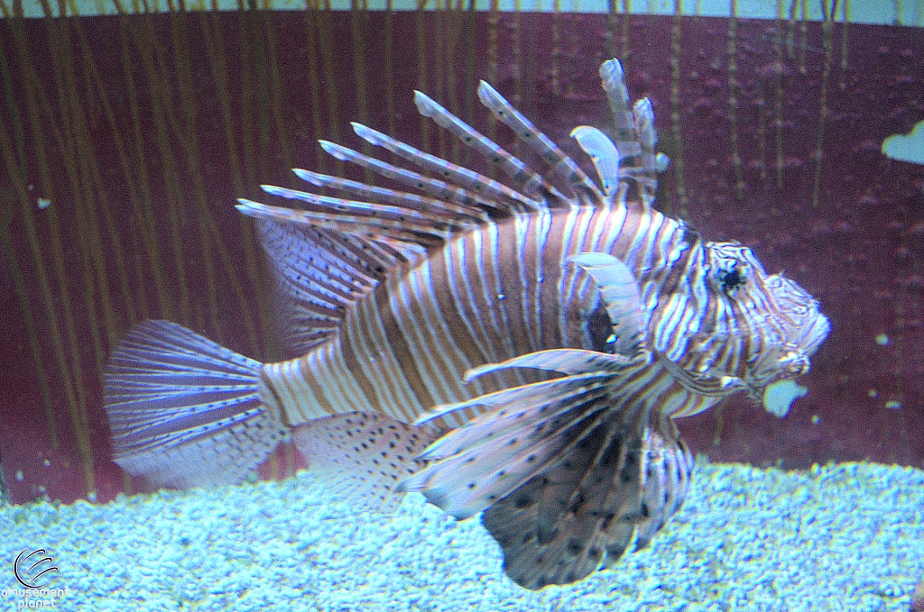 Children's Aquarium at Fair Park