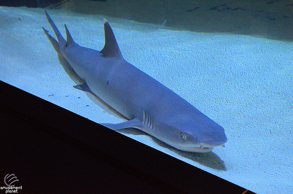 Children's Aquarium at Fair Park