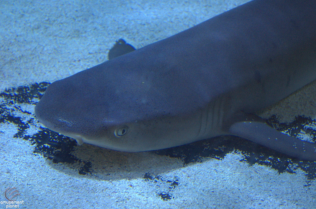 Children's Aquarium at Fair Park