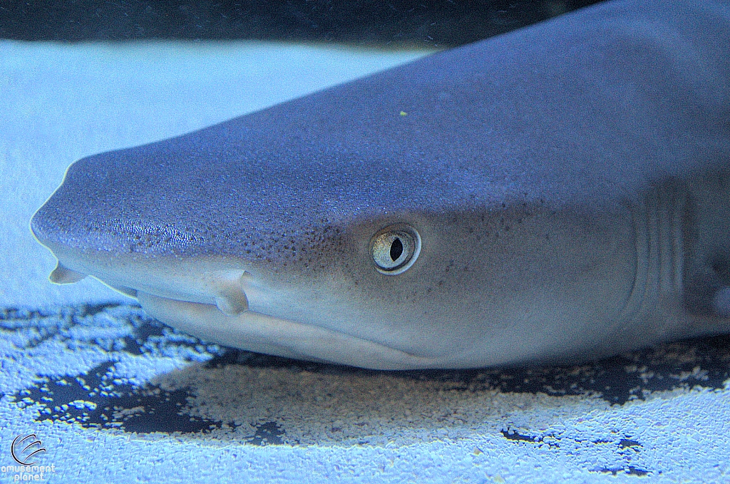 Children's Aquarium at Fair Park