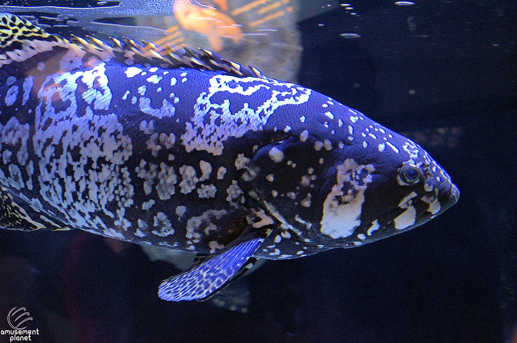 Children's Aquarium at Fair Park