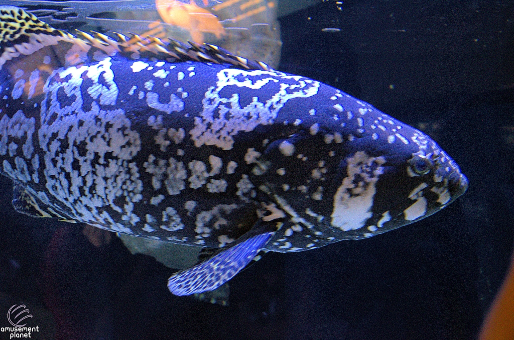 Children's Aquarium at Fair Park