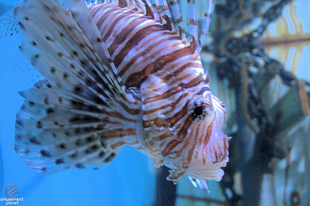 Children's Aquarium at Fair Park