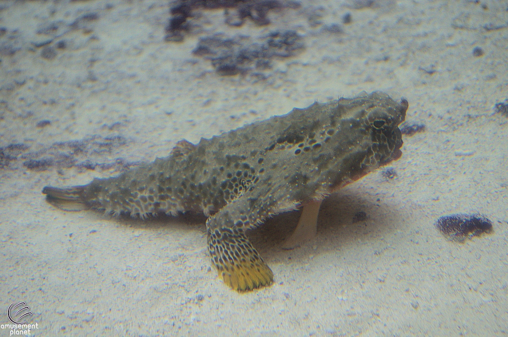 Children's Aquarium at Fair Park