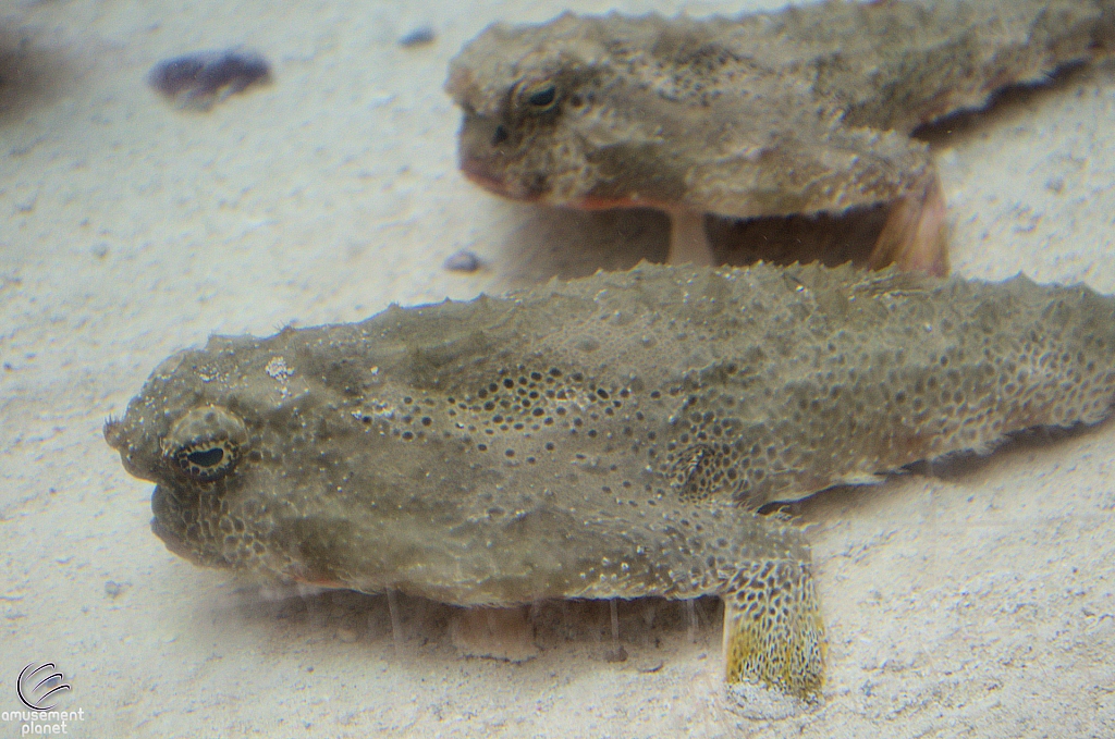 Children's Aquarium at Fair Park