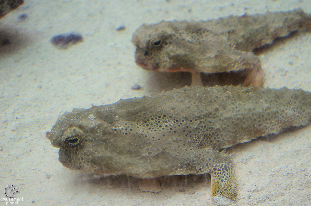 Children's Aquarium at Fair Park