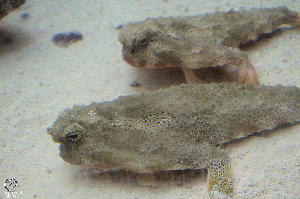 Children's Aquarium at Fair Park