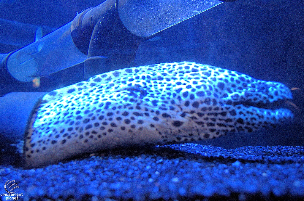 Children's Aquarium at Fair Park