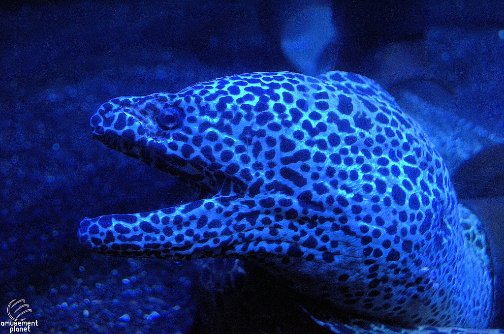 Children's Aquarium at Fair Park